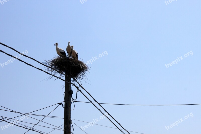 Nest Poles Power Sky Storks