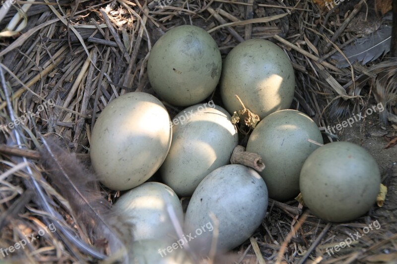 Eggs Field Nest Pheasant Birds