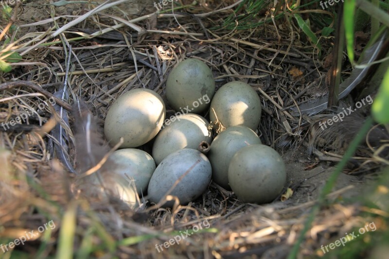 Eggs Field Nest Pheasant Birds