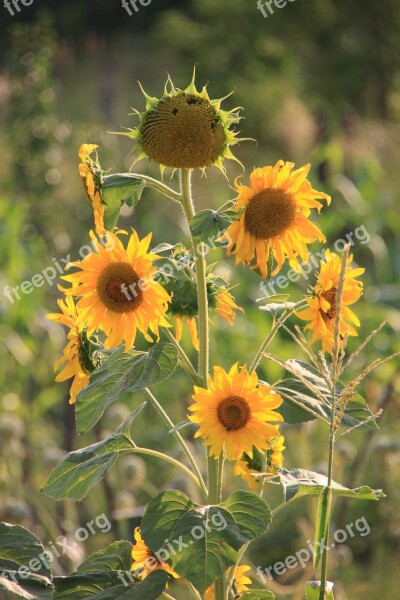 Flowers Helianthus Sun Sunflower Sunflowers