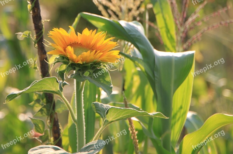 Flowers Helianthus Sun Sunflower Sunflowers