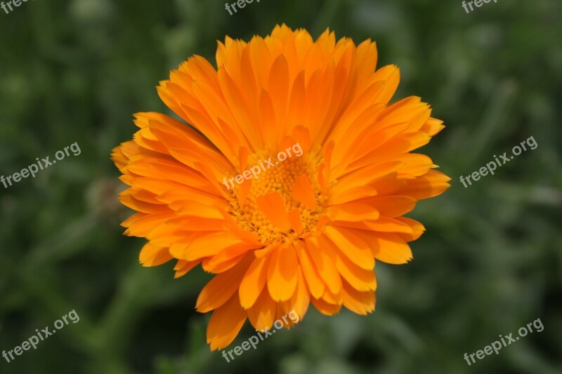 Calendula Close-up Flowers Gerbera Herbs