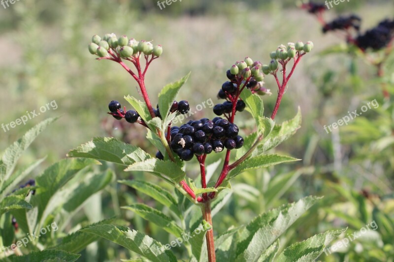 Berries Black Ebulus Ripe Sambucus