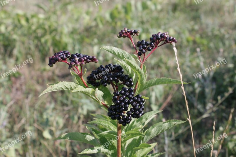 Berries Black Ebulus Ripe Sambucus