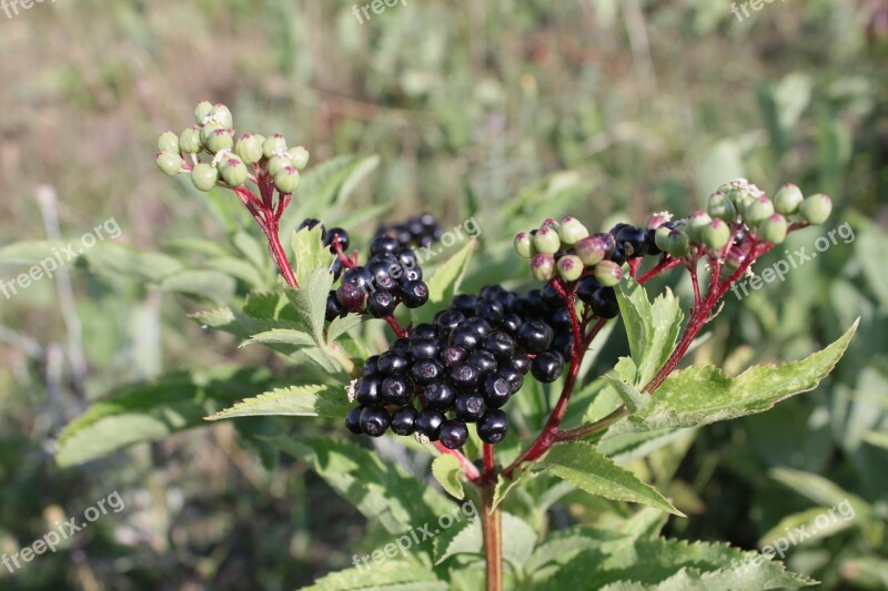 Berries Black Ebulus Ripe Sambucus