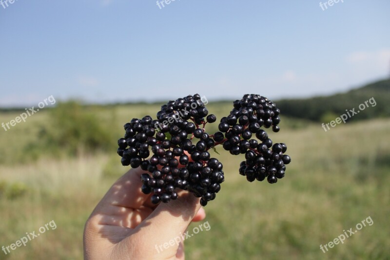 Berries Black Ebulus Ripe Sambucus