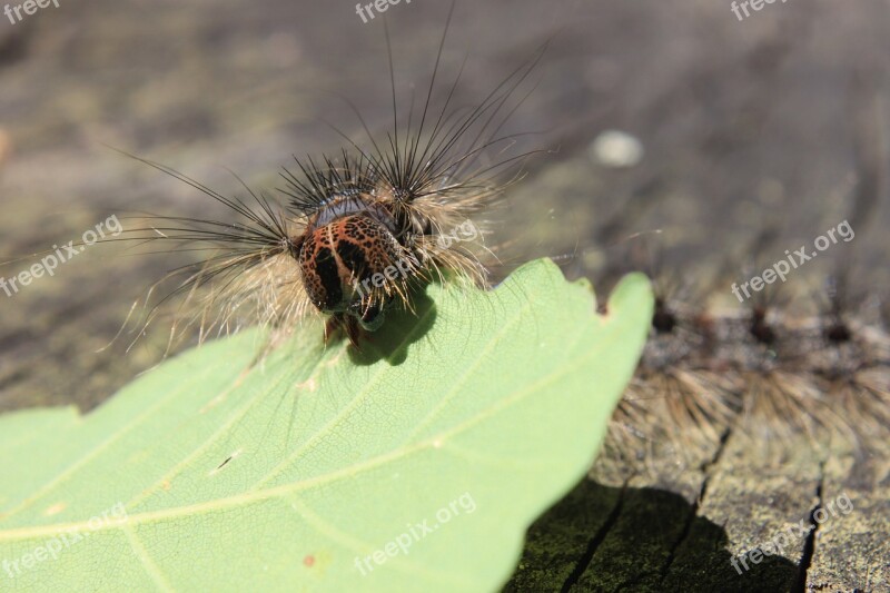 Caterpillar Close-up Green Larvae Moss