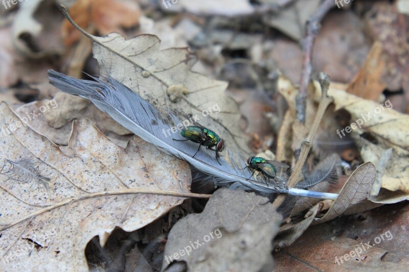 Bird Feathers Fly Golden Green