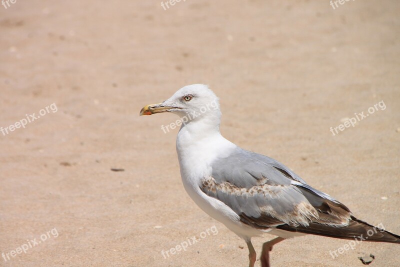 Beach Food Drink Garbage Sand