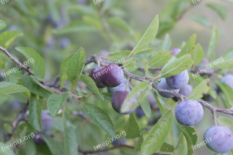 Berries Blackthorn Blue Blueberries Girl