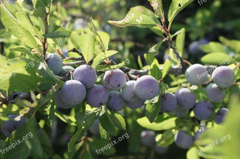 Berries Blackthorn Blue Blueberries Girl