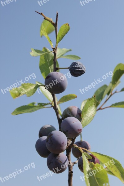 Berries Blackthorn Blue Blueberries Girl