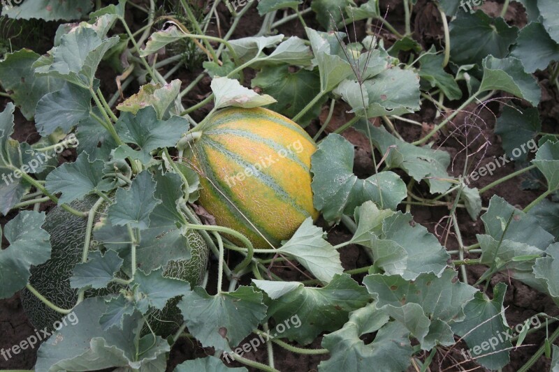 Fresh Garden Juicy Melons Sweet