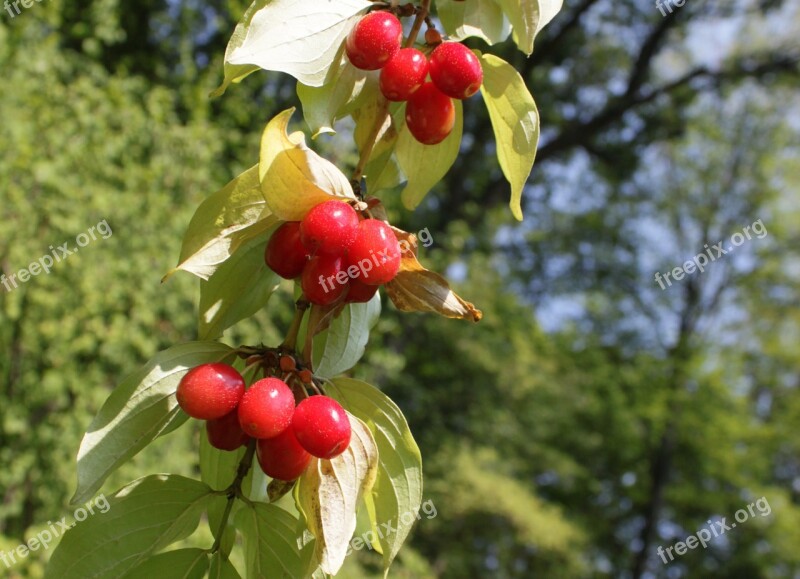 Berries Cornel Cornus Dogwood Red