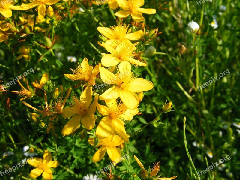 Nature Flowers Gardens Hypericum Perforatum