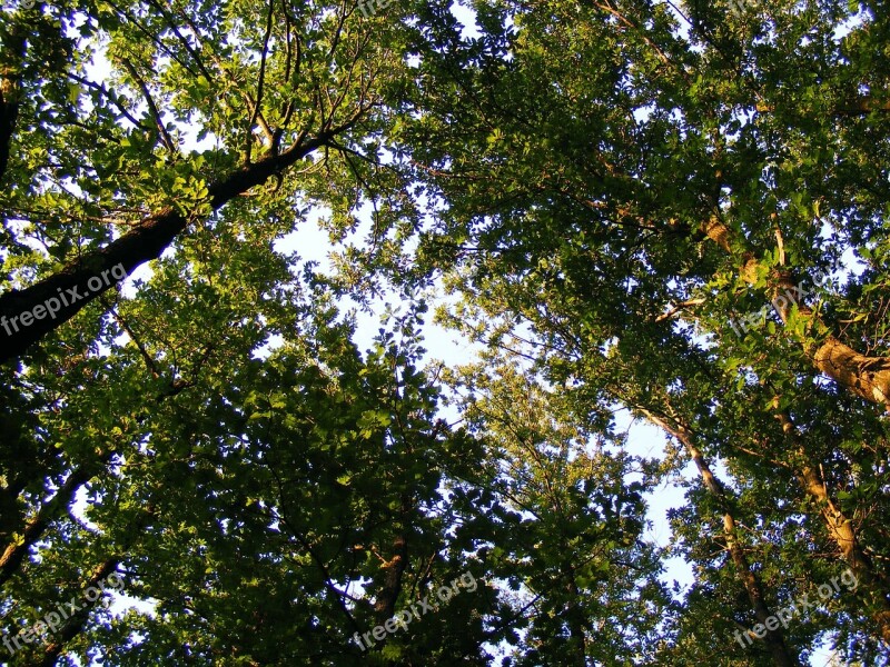 Nature Plants Trees Tree Oak