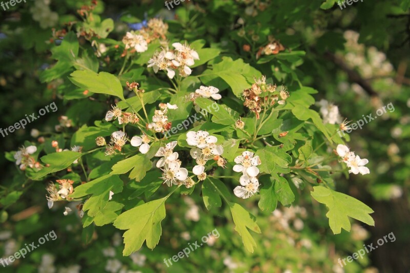 Crataegus Flowers Hawthorn Herbs Laevigata