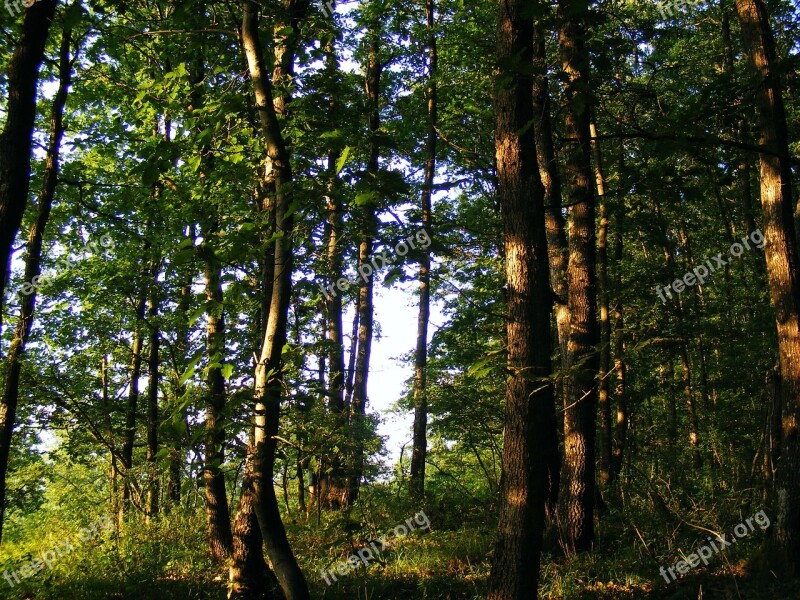 Nature Plants Trees Tree Oak