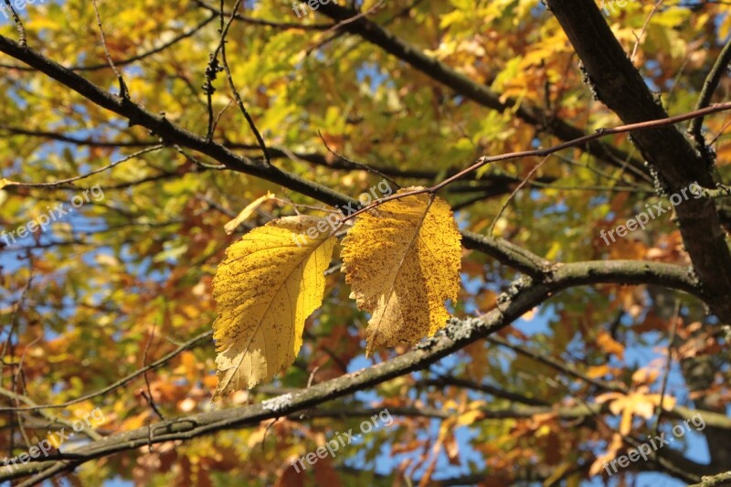 Colors Fall Forest Leaf Leaves