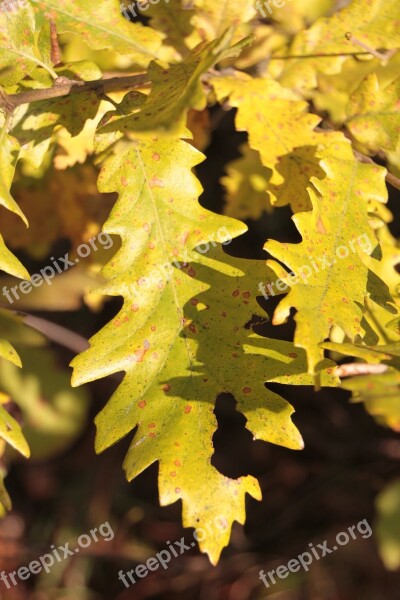 Colors Fall Forest Leaf Leaves