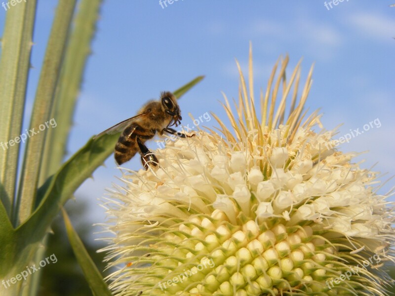 Bee Close-up Cutleaf Dipsacus Honey