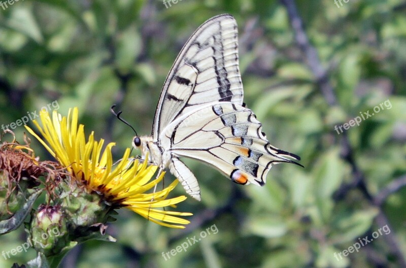 Butterfly Lepidoptera Machaon Papilio Papilionidae