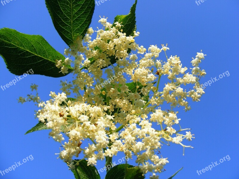 Nature Flowers Gardens Sambucus Nnigra