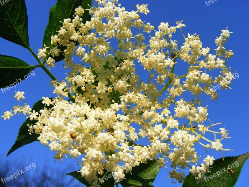 Nature Flowers Gardens Sambucus Nnigra