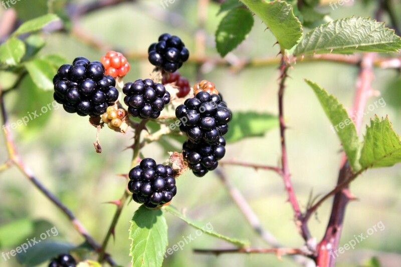 Berry Black Blackberry Bramble Ripe