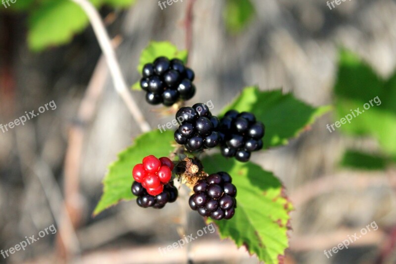 Berry Black Blackberry Bramble Ripe