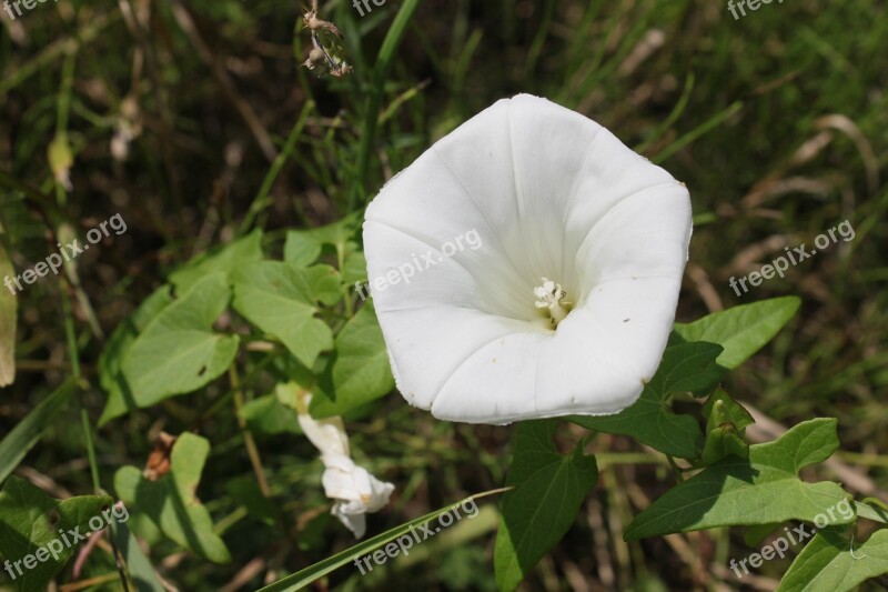 Arvensis Bindweed Climbing Convolvulus Field