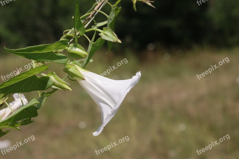 Arvensis Bindweed Climbing Convolvulus Field