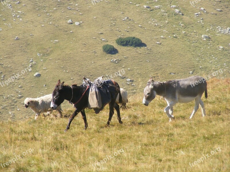 Flock Grazing Lambs Mountain Romania