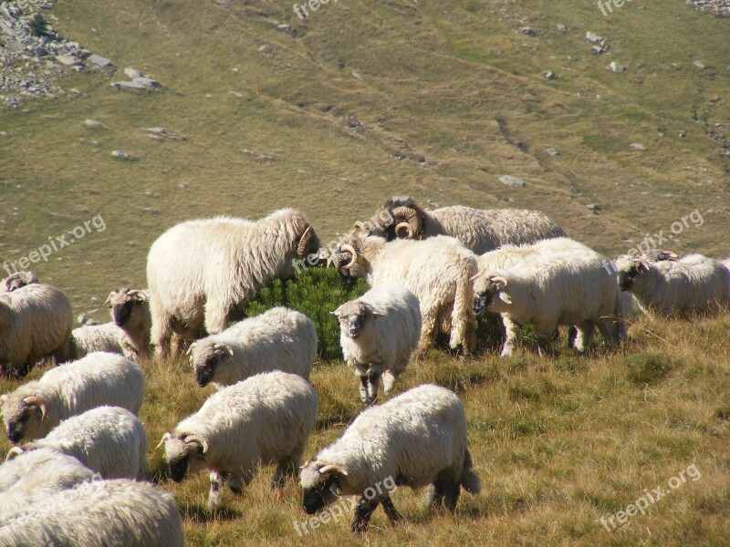 Flock Grazing Lambs Mountain Romania