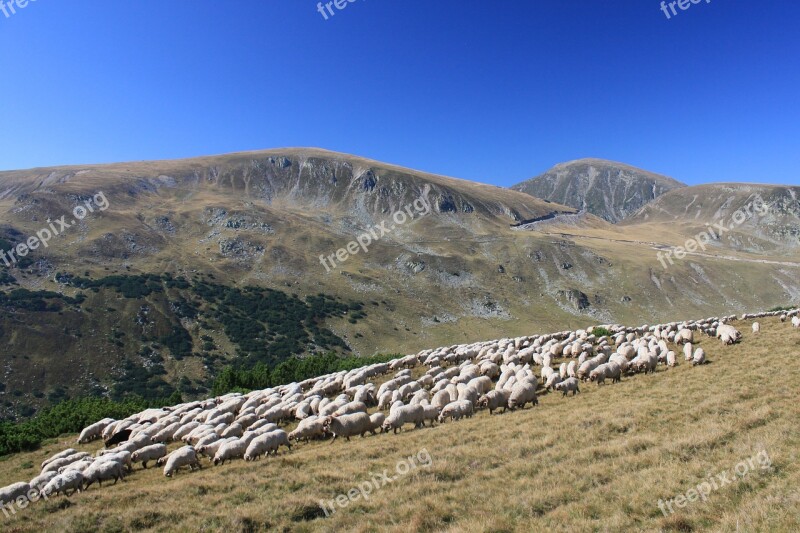 Flock Grazing Lambs Mountain Romania