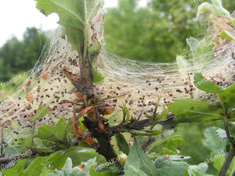 Covered Fabric Shrub Spider Swirls