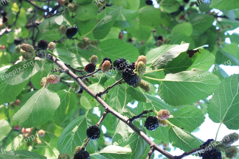 Black Fresh Morus Mulberry Nigra