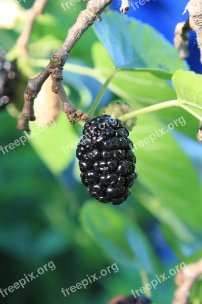 Black Fresh Morus Mulberry Nigra