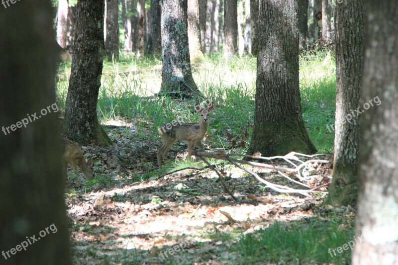 Baby Deer Forest Trees Wild