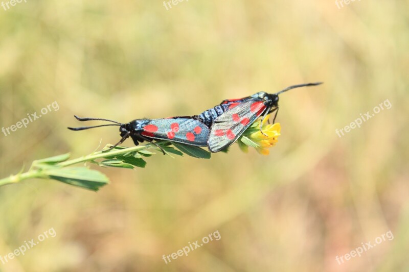 Black Butterflies Butterfly Copulation Dots