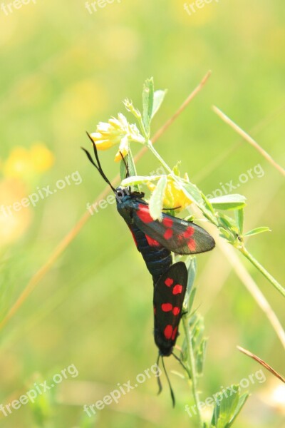 Black Butterflies Butterfly Copulation Dots