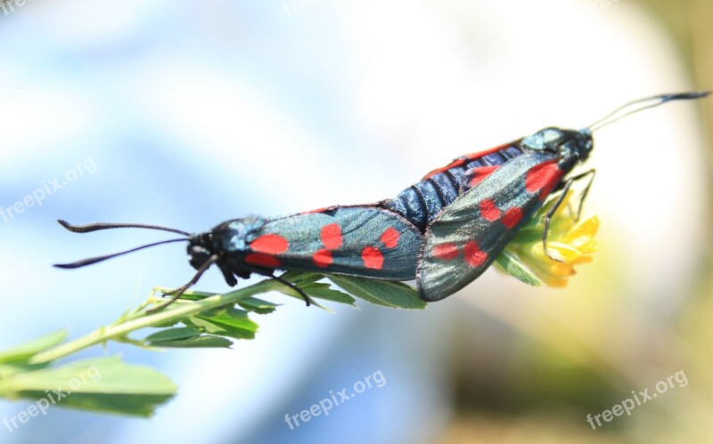 Black Butterflies Butterfly Copulation Dots