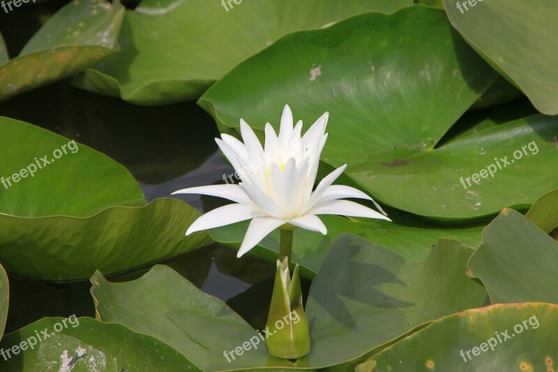 Gulls Lake Lilies Sea Swans