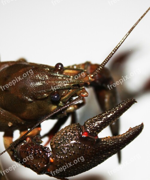 Arthropoda Astacus Close-up Crayfish Crustacea