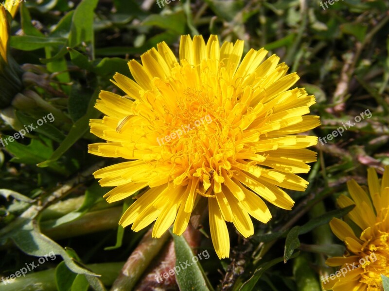 Nature Flowers Gardens Hawkbit Taraxacum