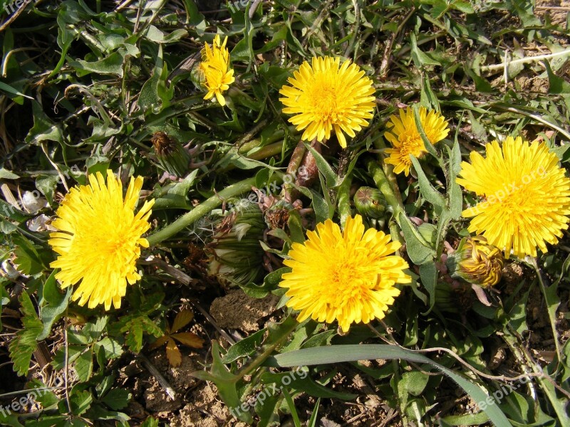 Nature Flowers Gardens Hawkbit Taraxacum