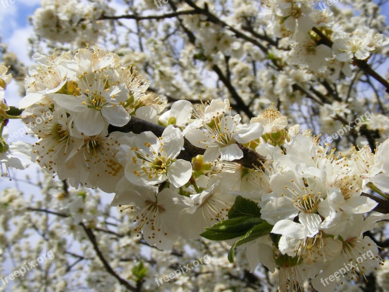 Nature Flowers Gardens Mirobolam Prunus