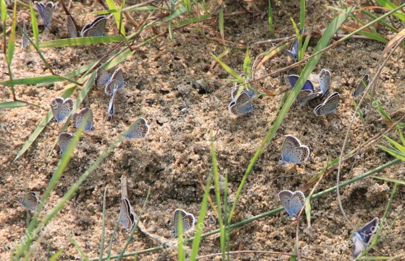 Blue Butterflies Butterfly Colony Maculinea