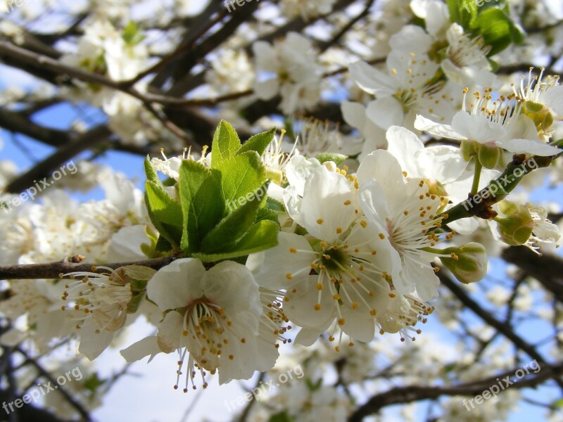 Nature Flowers Gardens Mirobolam Prunus