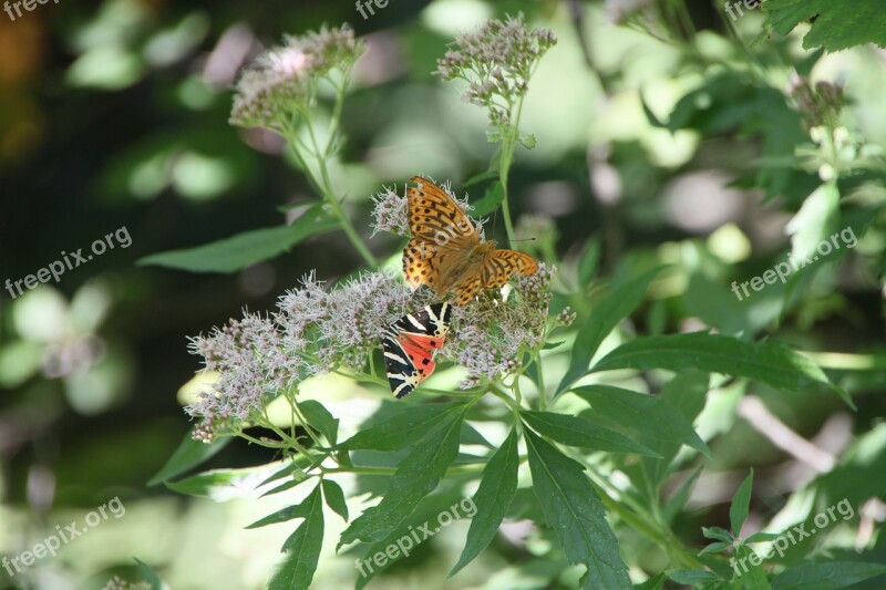 Arctiidae Butterfly Cannabinum Eupatorium Euplagia